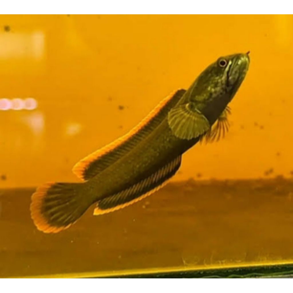 channa limbata cb ekor tebal ajib isi 3 ekor size 3-6cm