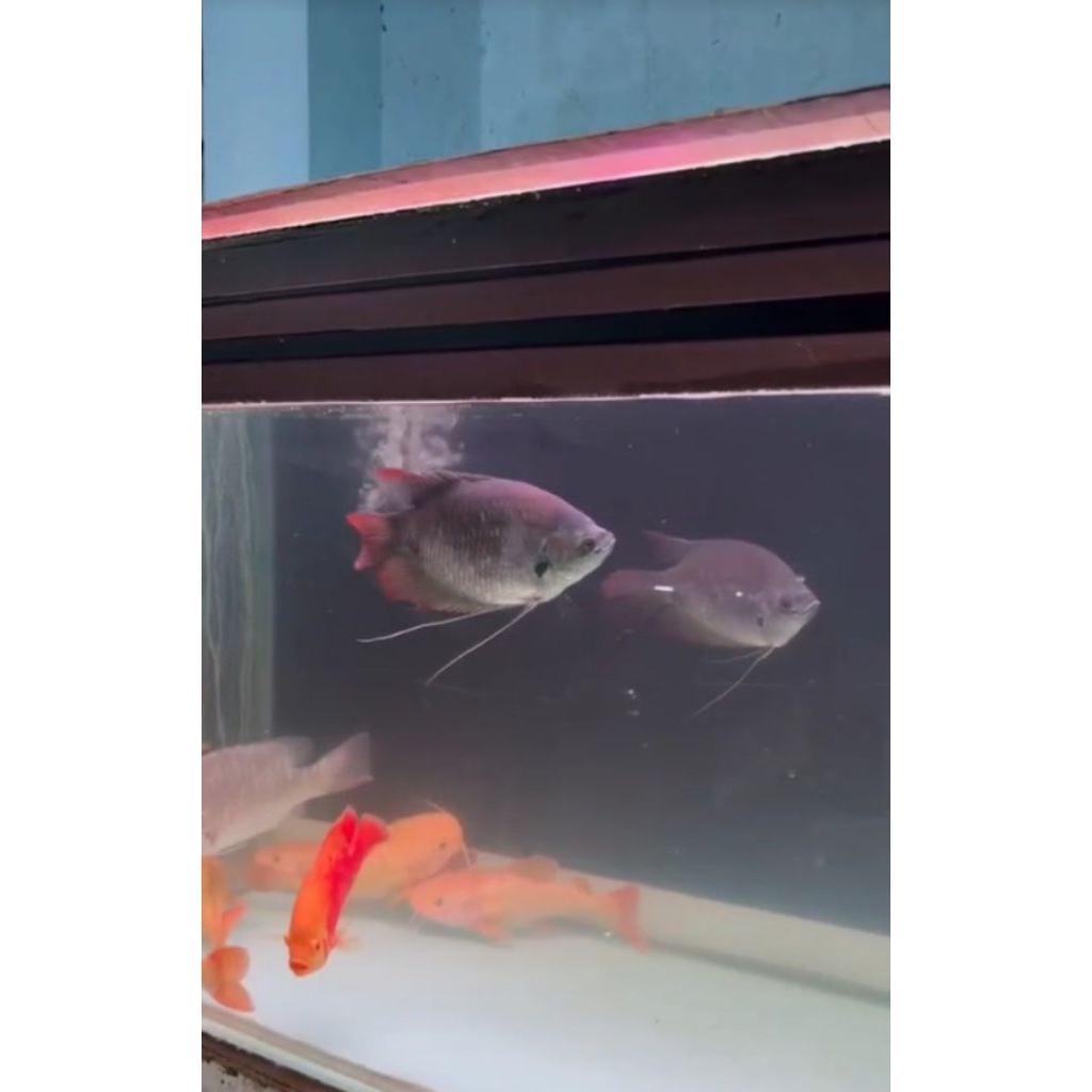 stikerGurameSabah11-12cm