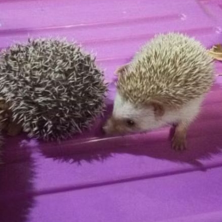 LANDAK MINI / Hedgehog