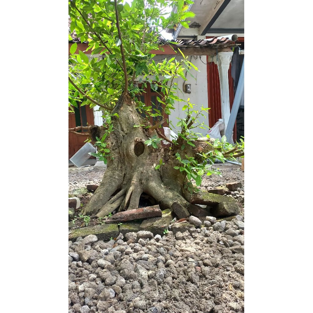 bonggol bahan bonsai loa bonsai loa bahan bonsai loa bahan bonsai loa bonsai loa cangkok loa bibit b