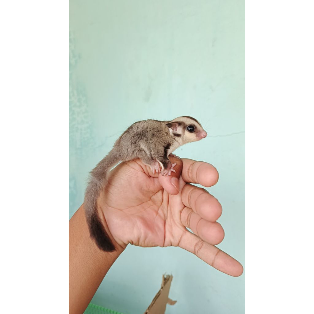 sugar glider joey