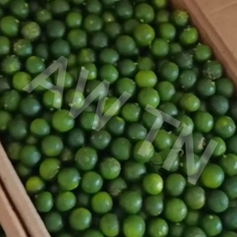 JERUK SONKIT/ sonkit / jeruk kasturi / jeruk kunci /lemon cui /jeruk pontianak / jeruk kecil /jeruk 