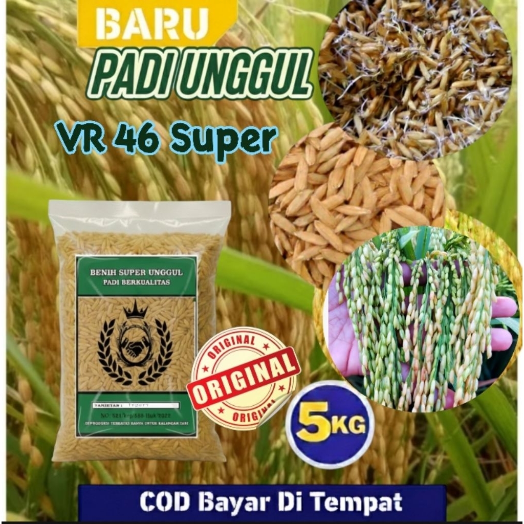 RAJA BENIH 5KG BIBIT Padi VR 46 Super Kualitas Unggul Hasil Melimpah