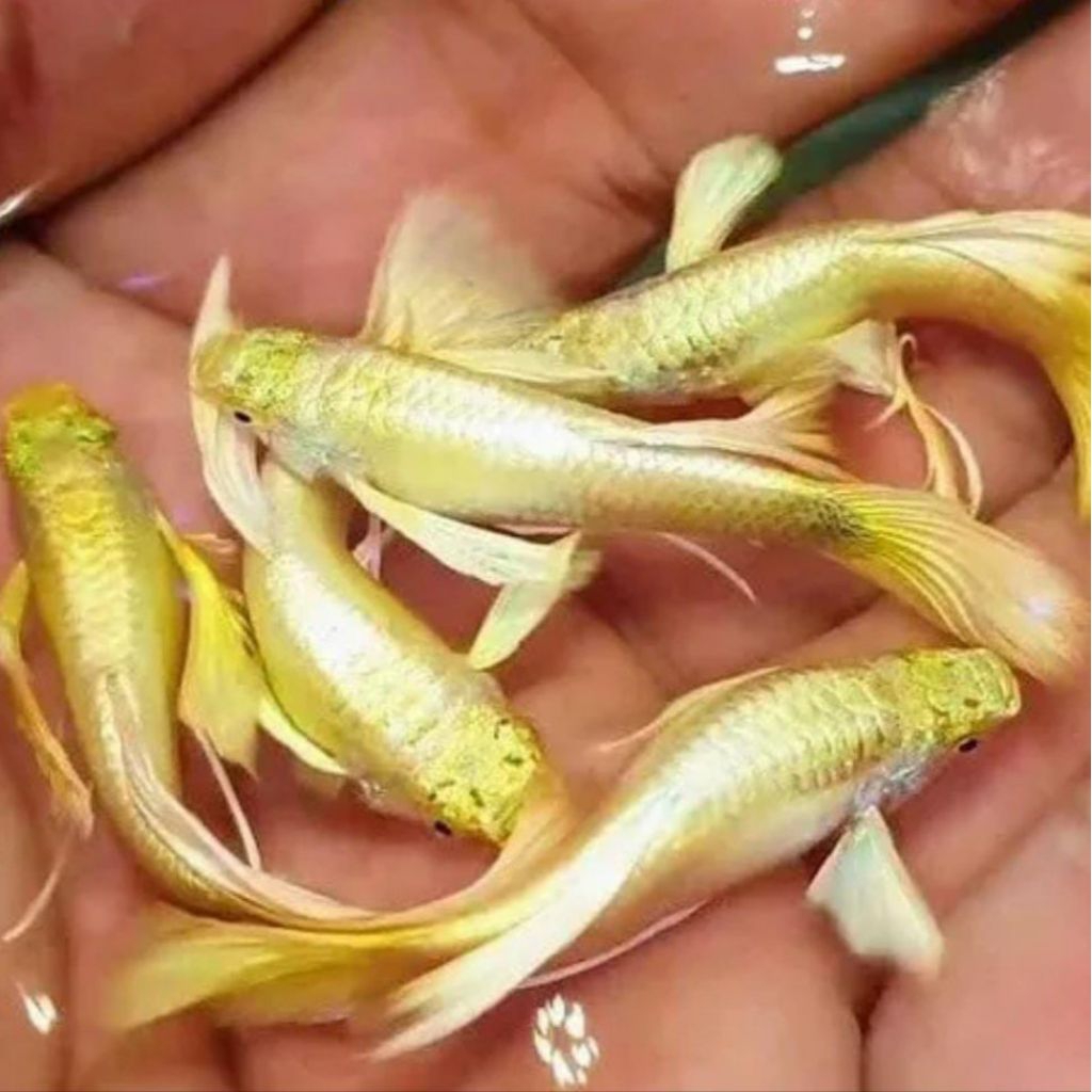 Guppy Full Gold High Quality Siap Indukan - Villain Farm
