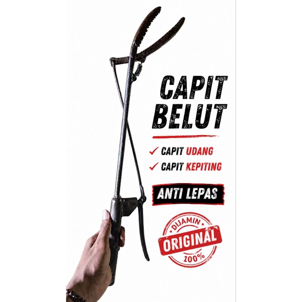 CAPIT BELUT SAWAH DIJAMIN BELUT TIDAK LEPAS