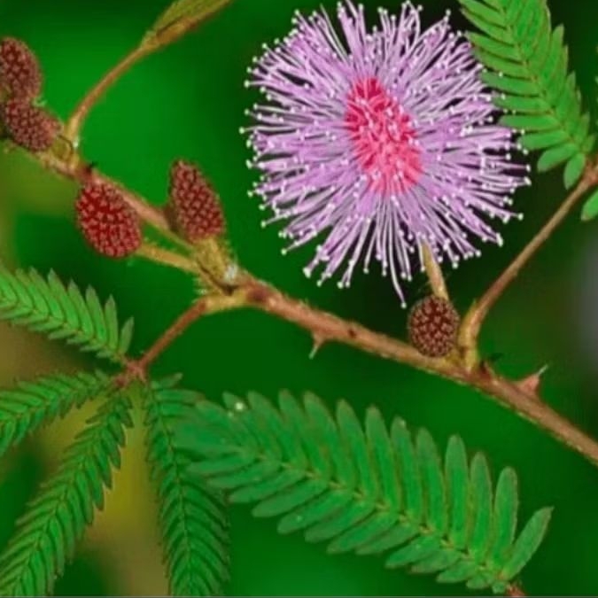 daun puri malupreshh