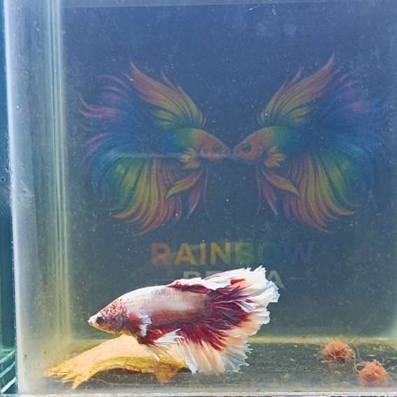 Ikan Cupang King rosetail Merah putih (Bisa Request Jantan atau Betina)