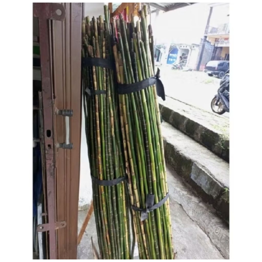 Batang pohon waregu
