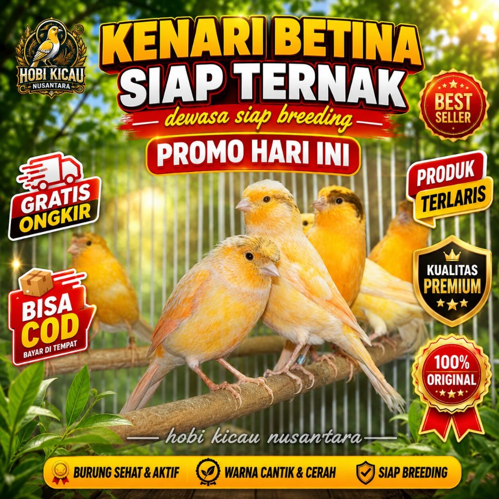 Burung Kenari Loper Betina Siapan Atau Kenari Betina Lokal Super Seri A