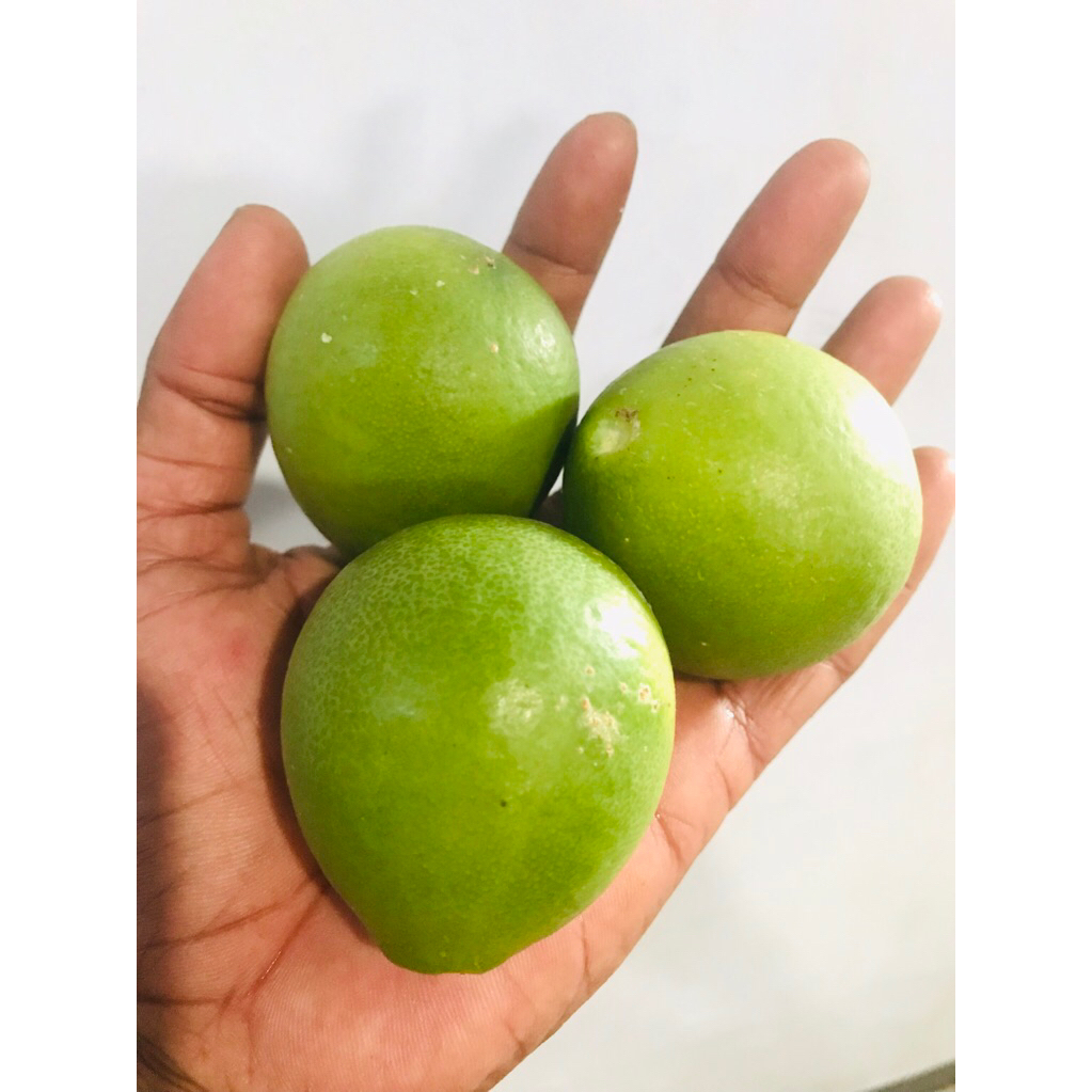 jeruk nipis siam / jeruk nipis sileng / jeruk nipis okulasi