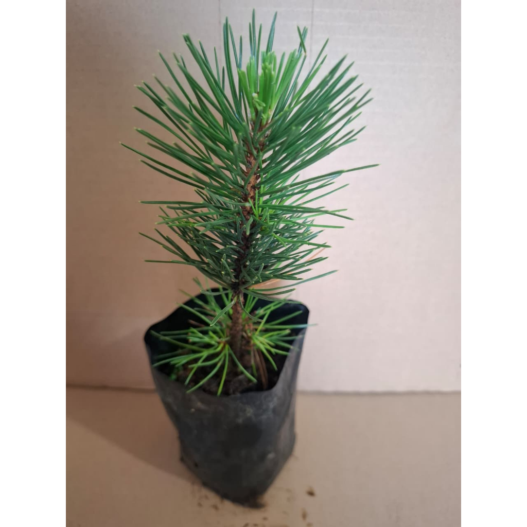 Japanes Black Pine - Bibit Japanese blackpine - Bibit Bonsai Japanese Black Pine