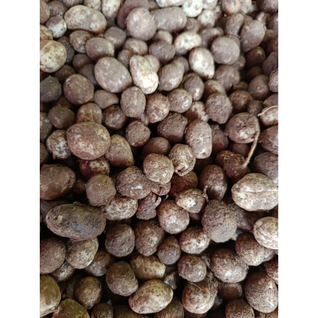 Kacang Bogor | kacang mentah per kilo | fresh