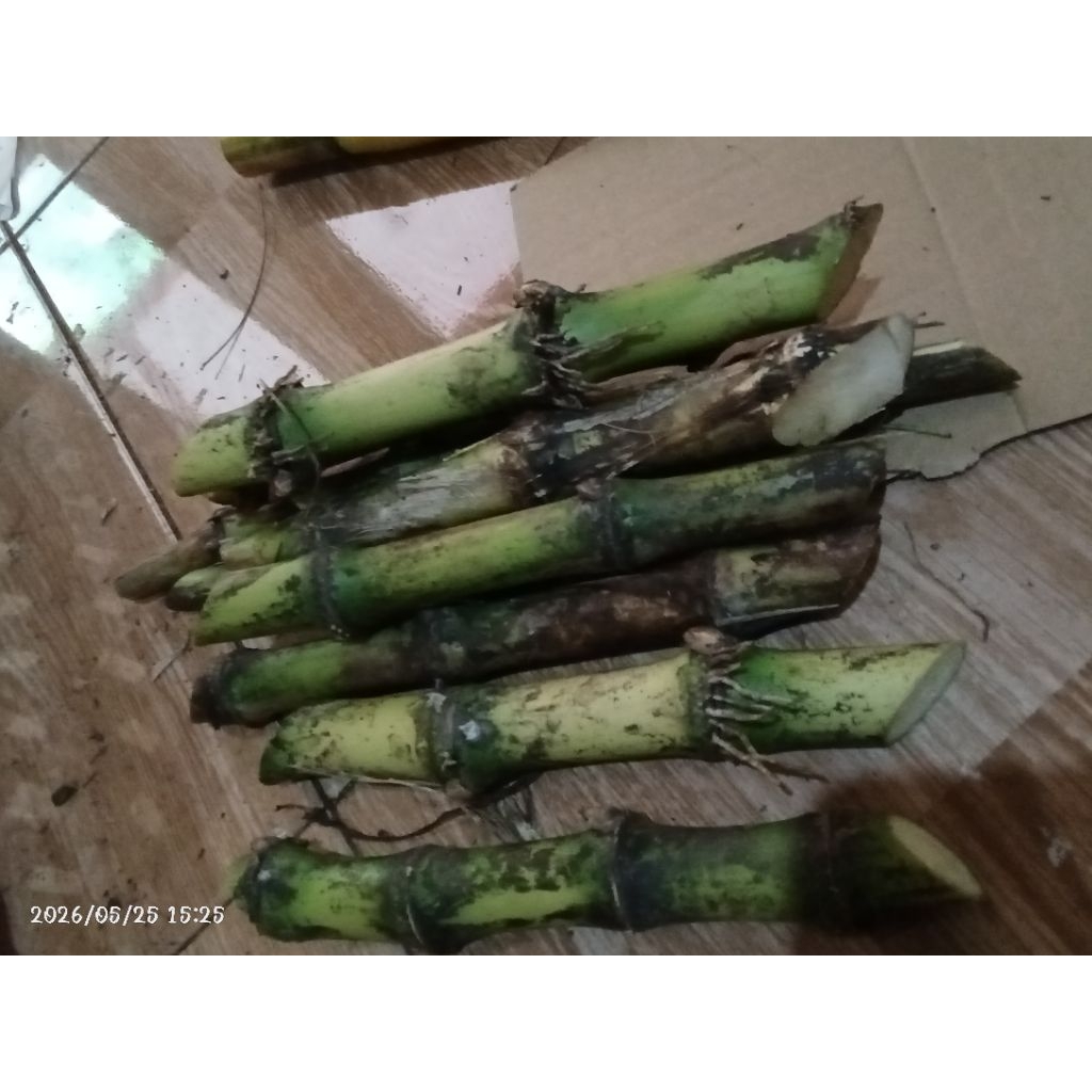 Bibit Tebu Telur/Terubuk/Tebu Sayur/Terubuk Harga Per Batang