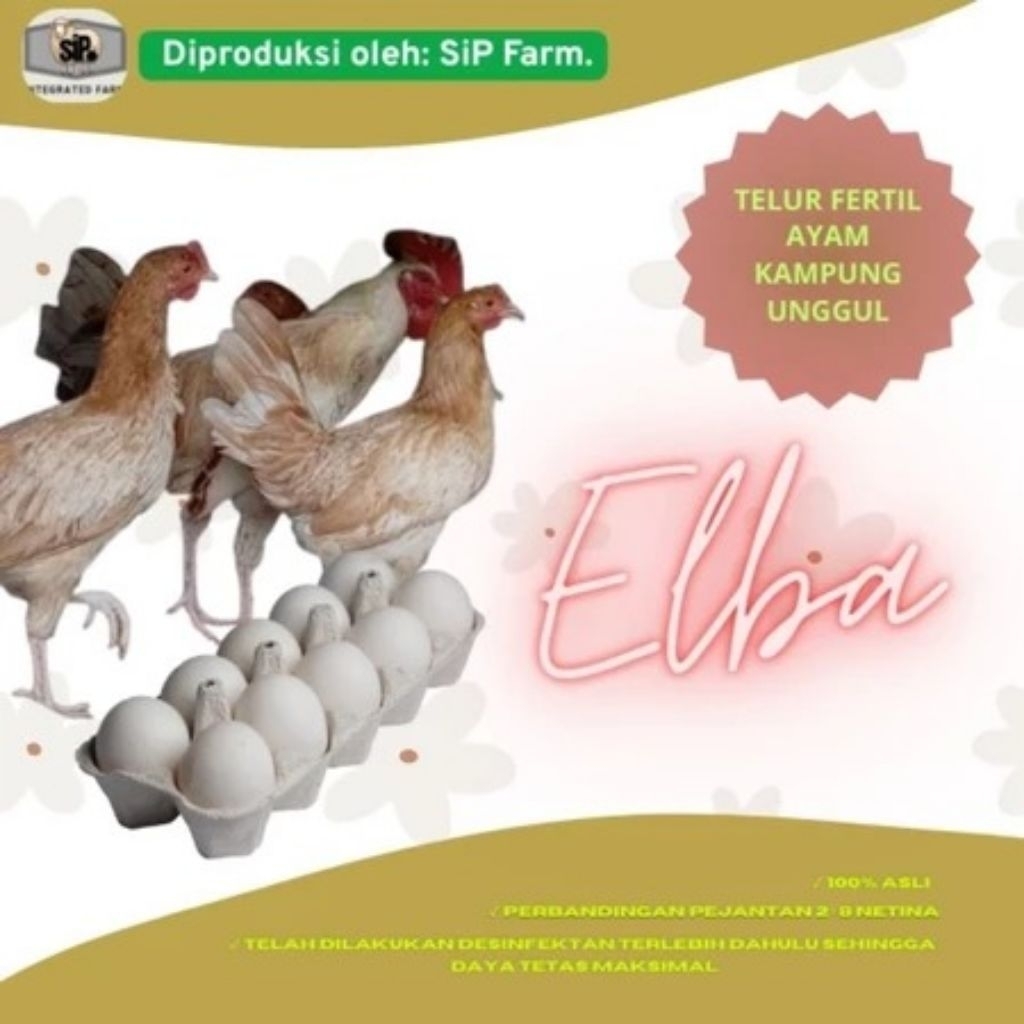 Telur Fertil Ayam Elba