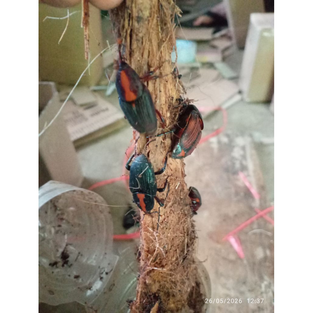 kumbang sagu/tungeu per 10 biji