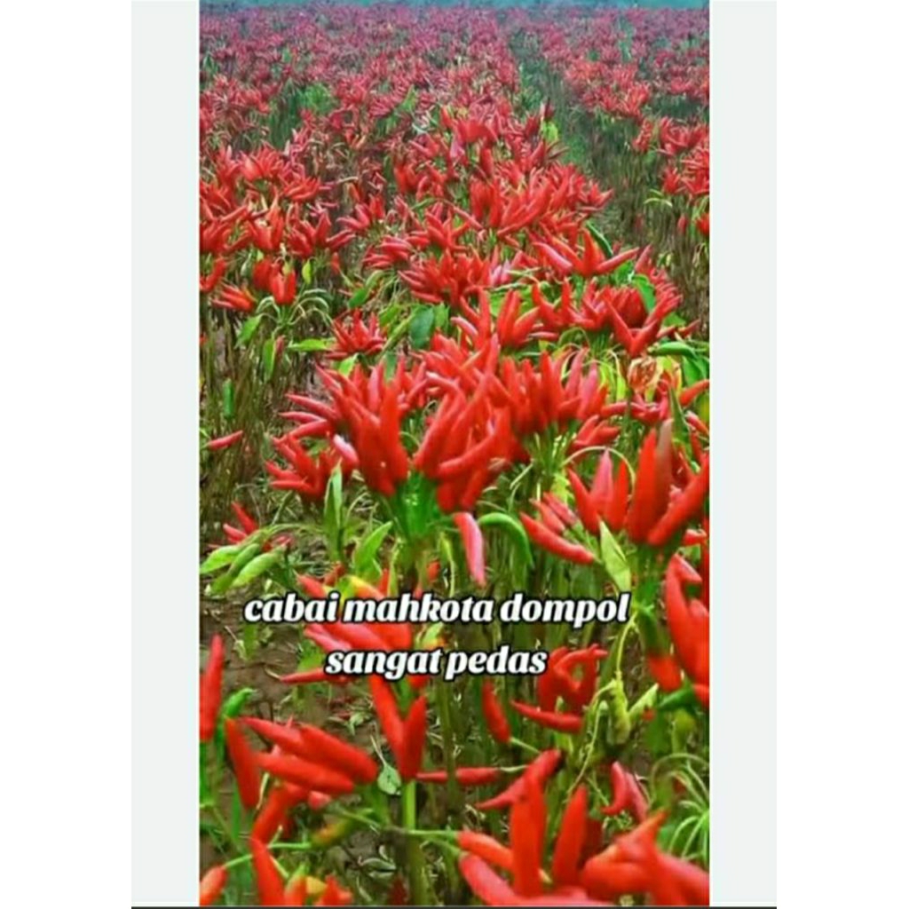 Benih cabe mahkota dompol