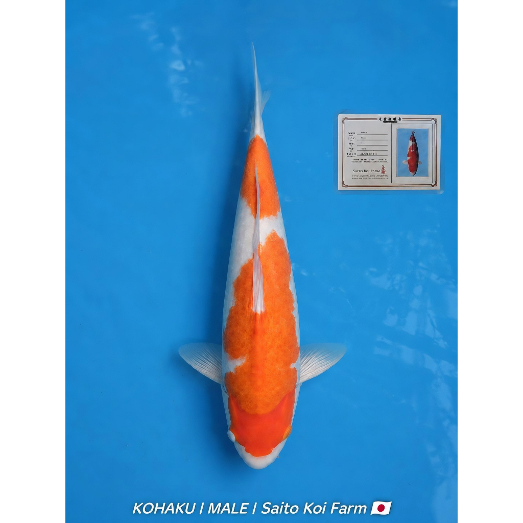 Koi Import Kohaku M45cm bersertifikat breed Saito Koi Farm body tebal berpunuk