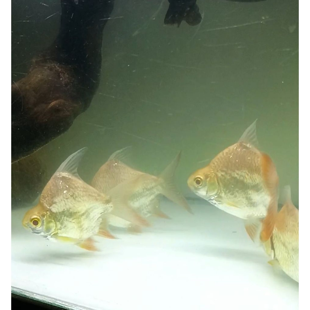 Kaviat albino sb king