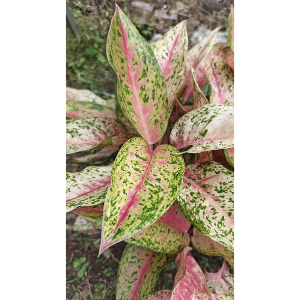 TANAMAN AGLAONEMA SRI REJEKI