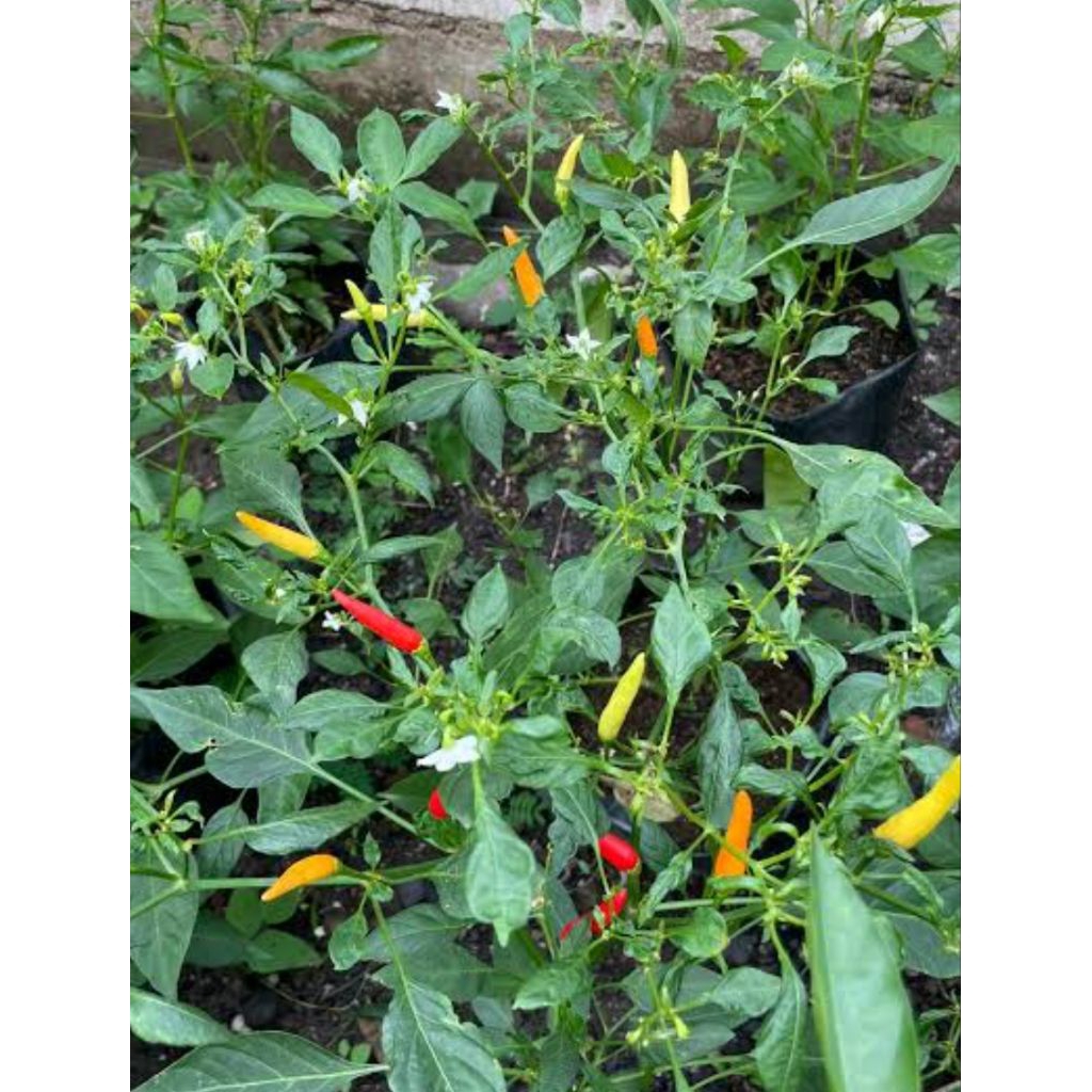 Paket 3 Pohon Cabe Setan/ Tanaman Cabe Setan/ Pohon Cabai Setan Murah Siap Kirim