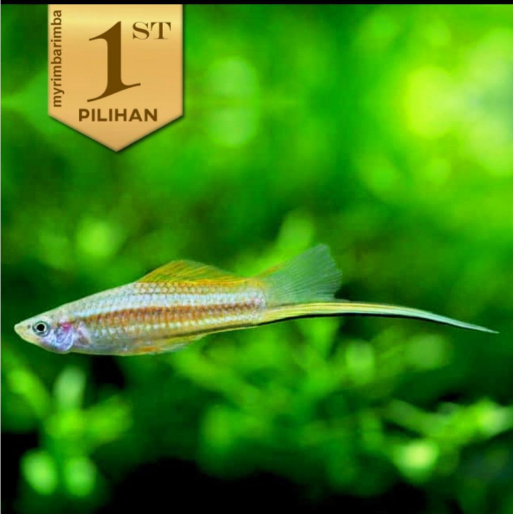 Platy Pedang Hijau Swordtail Ikan Hias Aquascape Hiasan Aquarium -