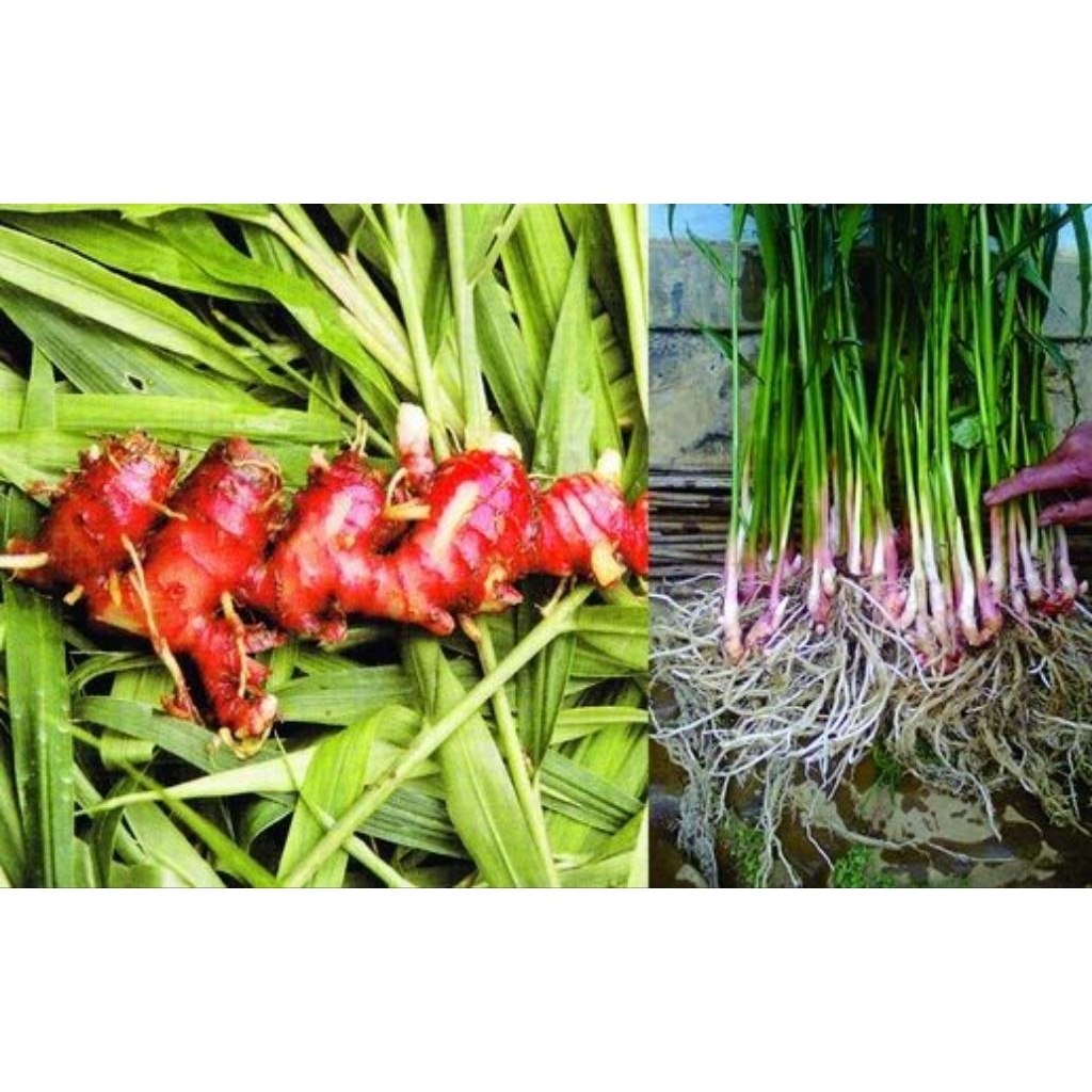 bibit tunas jahe merah, organik