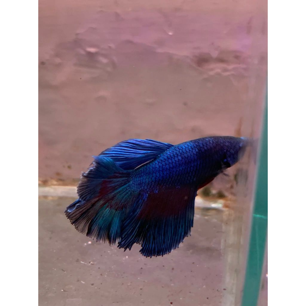 cupang Halfmoon