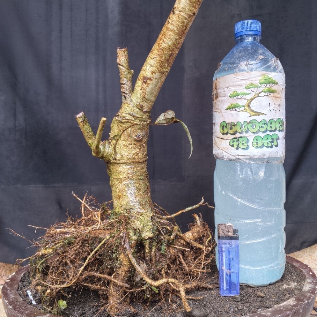 Bahan Bonsai Walikukun Bogel Formal Akar Muter Small Size Real Pict