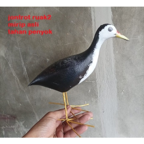 DECOY BURUNG RUAK PATUNG MANUK SAWAH KAREO PADI JONTROT RUAK2 MIRIP ASLI TAHAN PENYOK AMPUH PIKAT BU