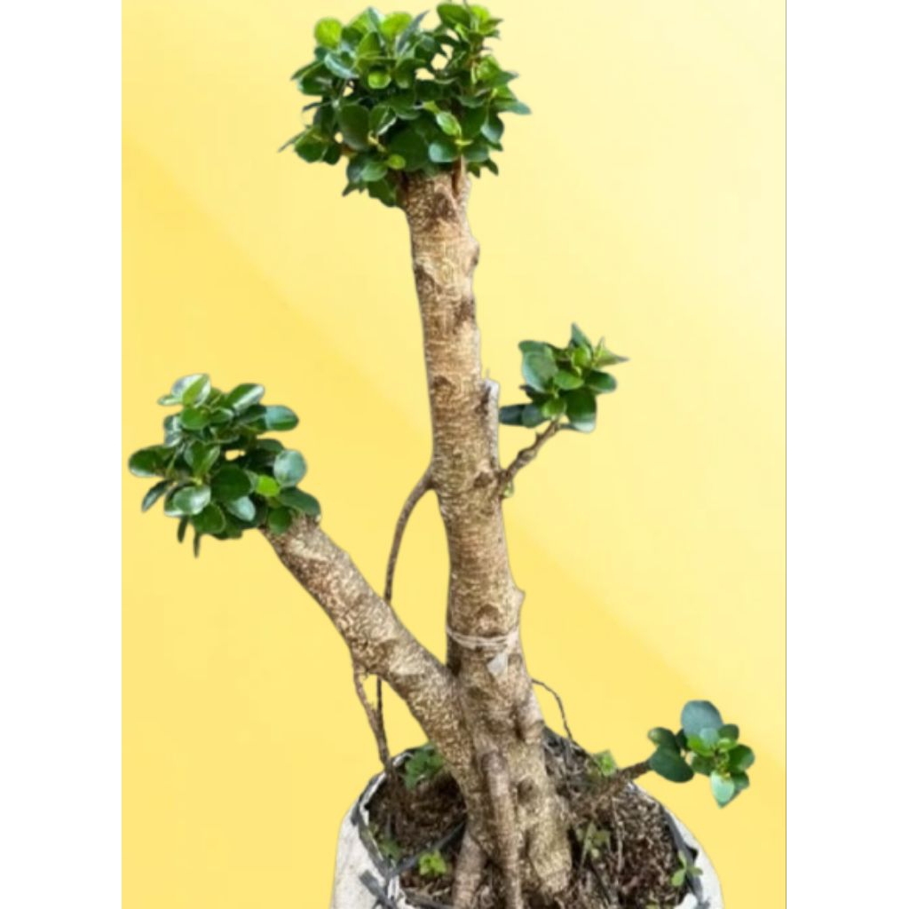 GRATIS ONGKIR Tanaman hias bonsai kimeng dolar mikro