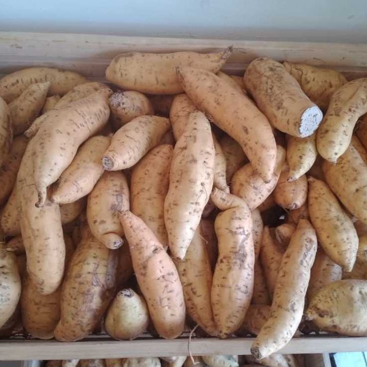 UBI CILEMBU MENTAH ASLI CILEMBU
