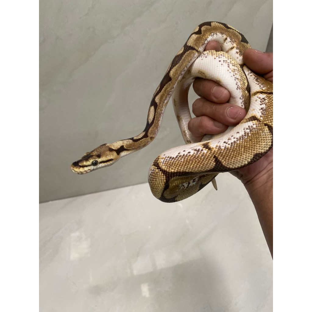 Ball python orange dream spider yellowbelly het lavender male