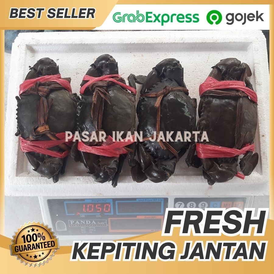 PROMO Kepiting jantan hidup segar isi 3-4 | Kepiting jantan MUD CRAB | Kepiting bakau papua 1kg isi 