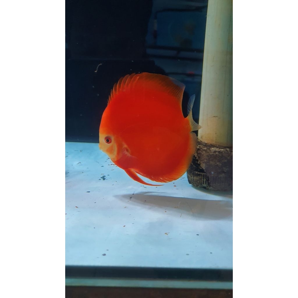 ikan discus super red melon size 4inci kualitas premium