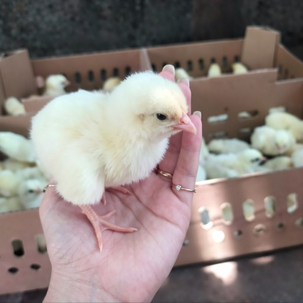 DOC Ayam Broiler Dus Polos