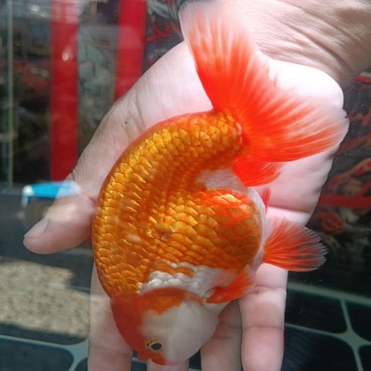 ikan hias koki ranchu jumbo indukan