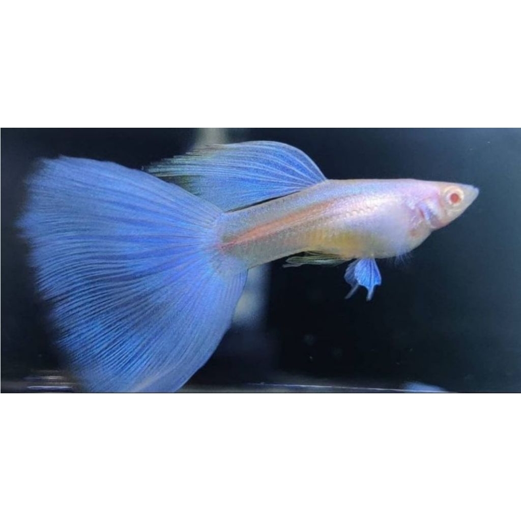 ikan guppy sky blue
