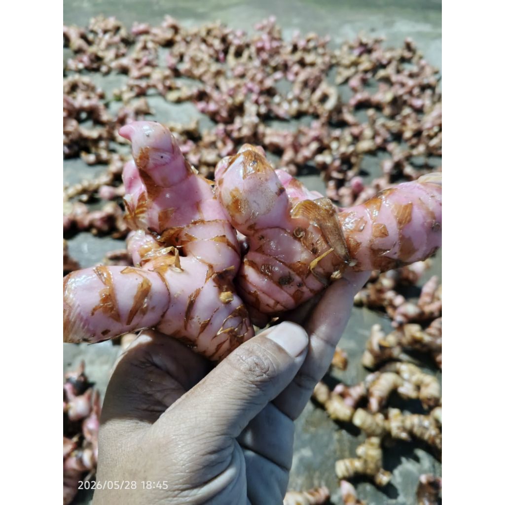 lengkuas merah segar