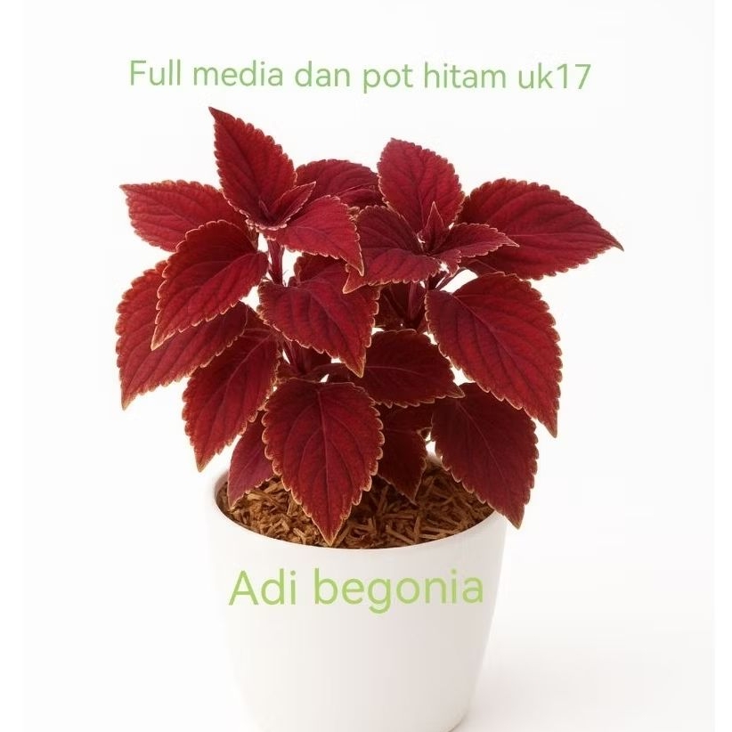 tanaman hias daun miana gasibu merah hati garis kuning jawer kotok di kirim full media dan pot hitam