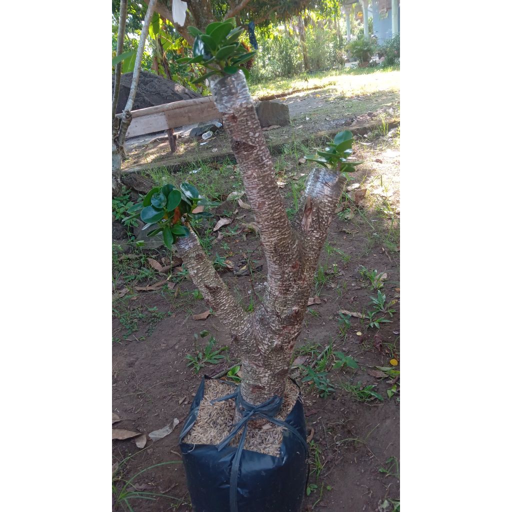 Bonsai Kimeng Dolar Mikro Mangkok Mini Estetik Batang Besar Tanaman Hias Unik
