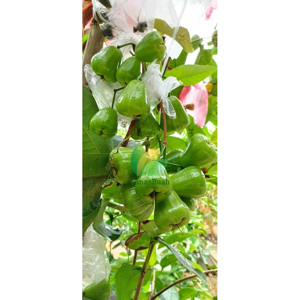 Bibit Jambu Air Khiojok Semi Indukan