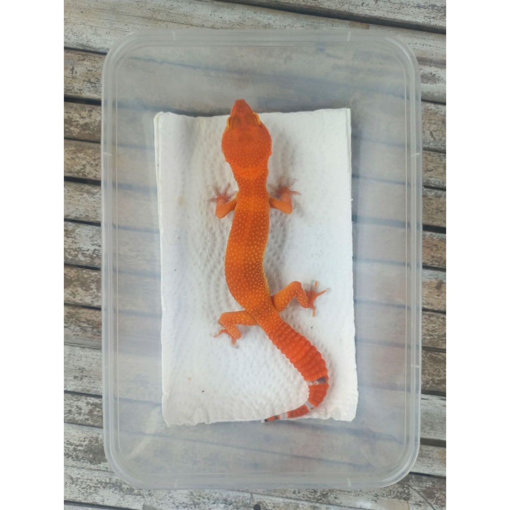 MAINAN GECKO SHTCTB MERAH ADULT SESUAI FOTO