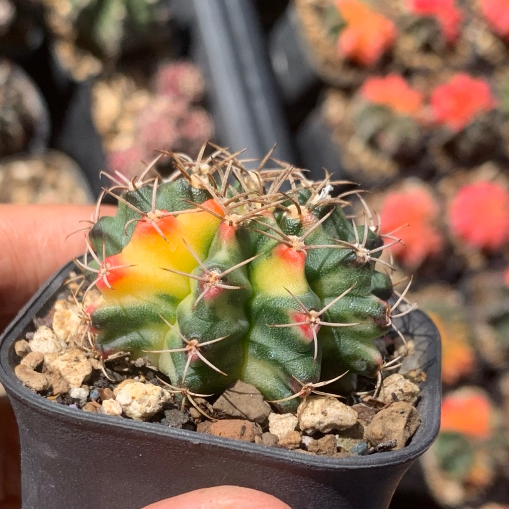 z15 Gymnocalycium miha Varigata kaktus gymno var pi orange miha 2178 ribs lb2178 tanaman hias hidup 