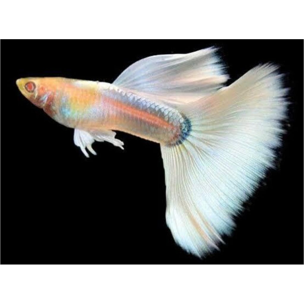 guppy albino full platinum (AFP)