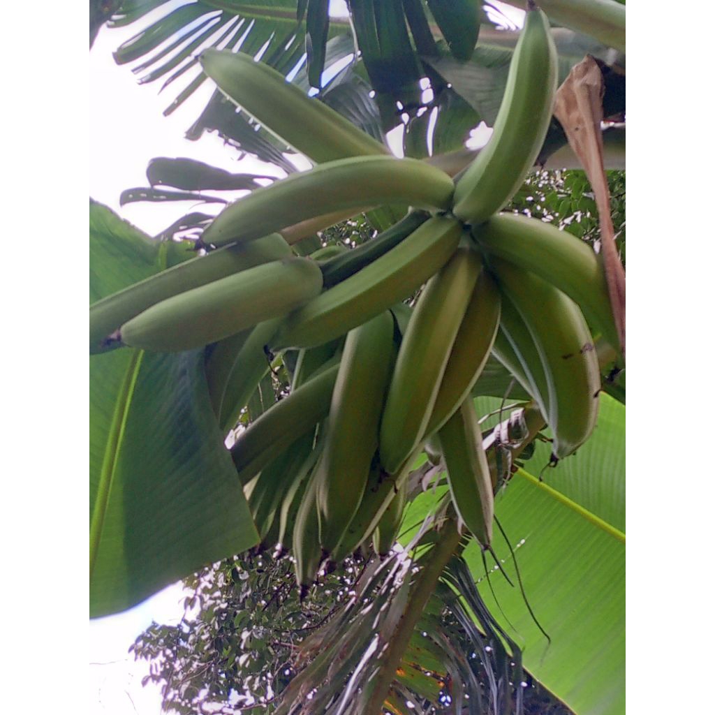 bibit pisang tanduk jumbo