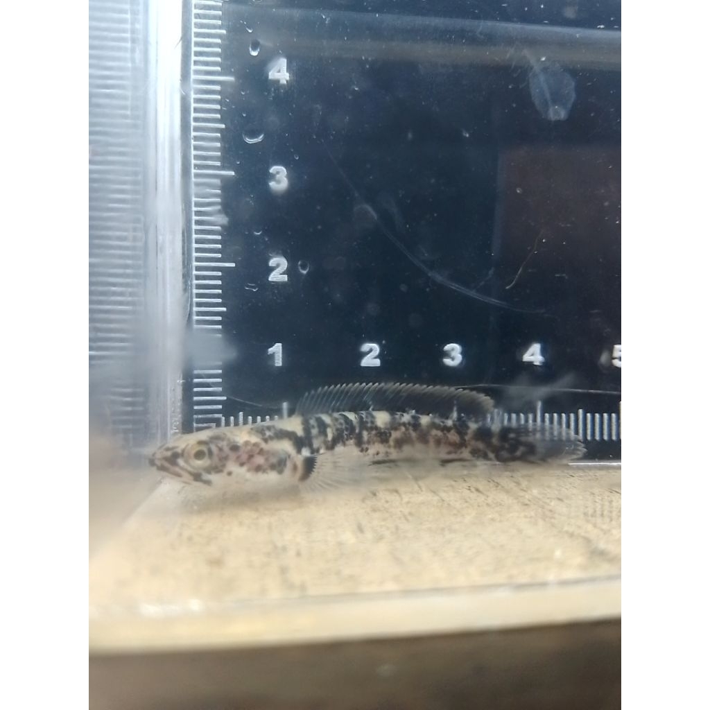 hiasan aquarium limbata granit