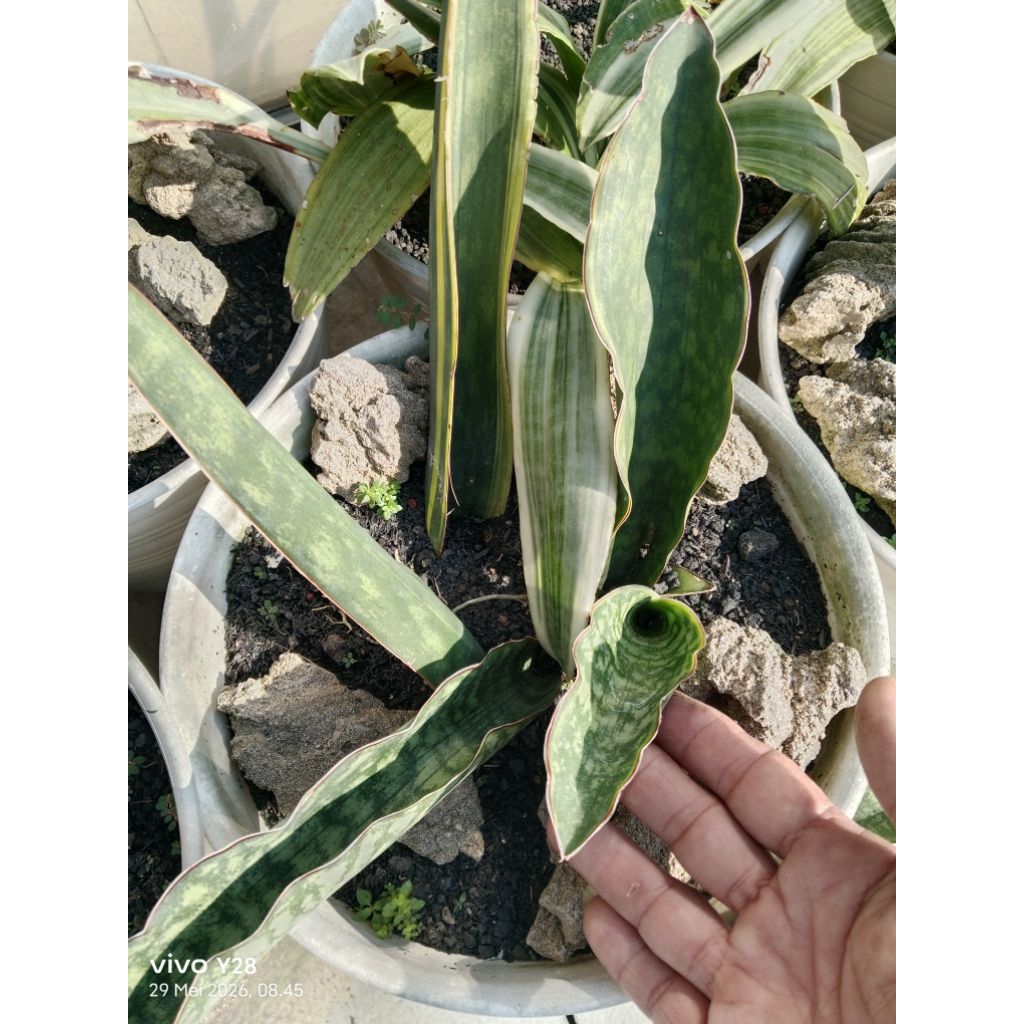 sansevieria dragon compacta hijau / lidah mertua dragon compacta