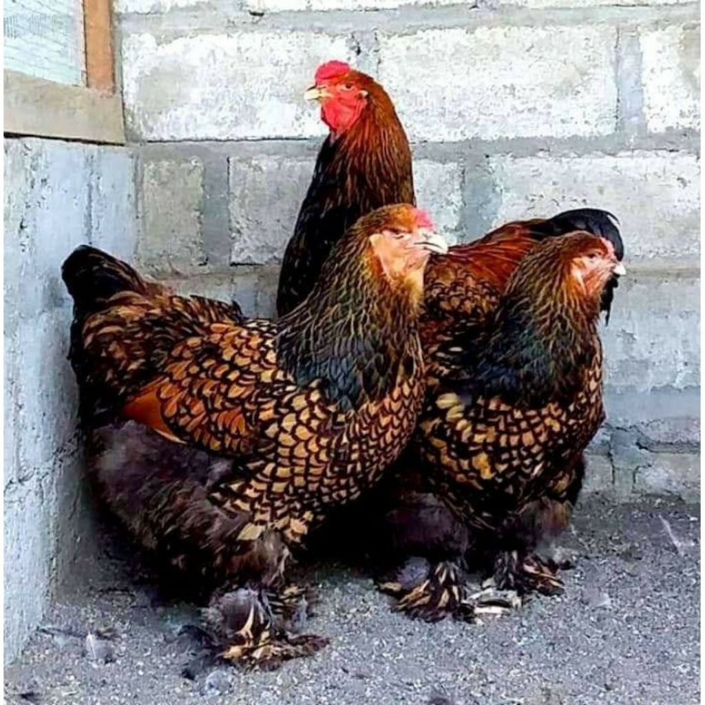 telur ayam hias brahma gold laced untuk di tetaskan marfianto-jaya