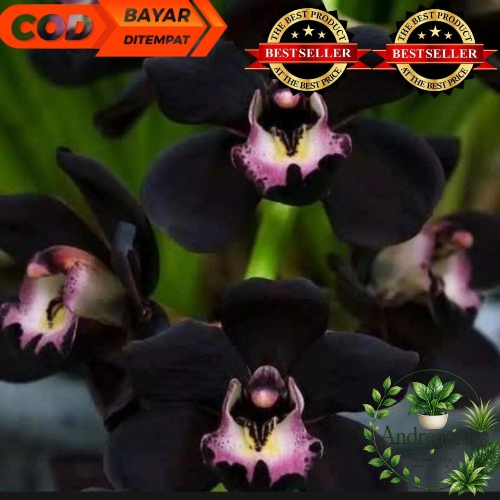 Termurah Tanaman hias anggrek dendrobium hitam Papua//Tanaman hias bunga anggrek dendrobium