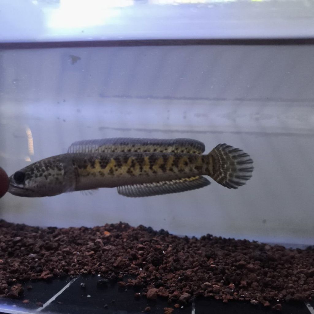 Chana Auranti size12cm